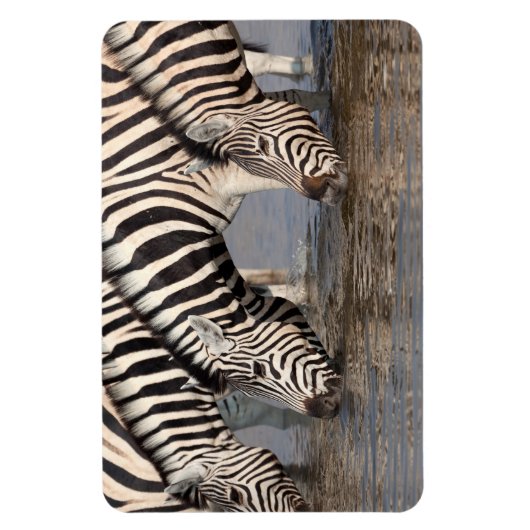 Zebras drink magneet (Verticaal)