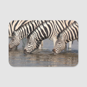 Zebras drink naamplaatje