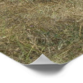 Zebras grazing poster (Hoek)