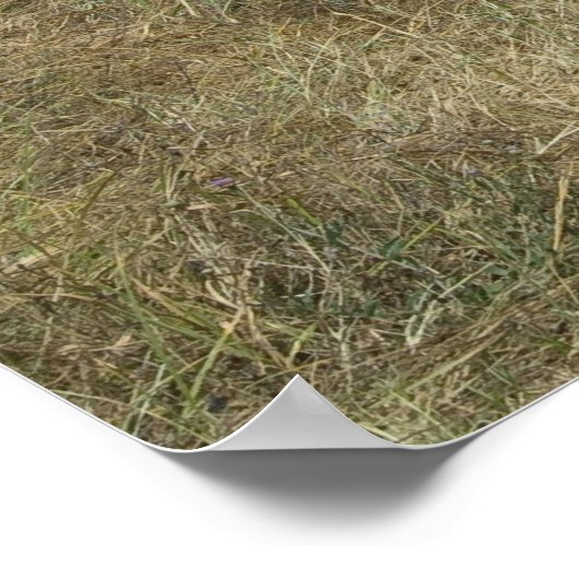 Zebras grazing poster (Hoek)