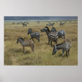 Zebras grazing poster (Voorkant)
