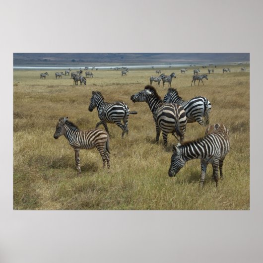 Zebras grazing poster (Voorkant)
