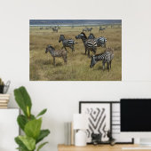 Zebras grazing poster (Thuiskantoor)