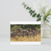 Zebra's in beweging: een reis van duizend mijl briefkaart (Staand voorkant)