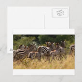 Zebra's in beweging: een reis van duizend mijl briefkaart (Voorkant / Achterkant)