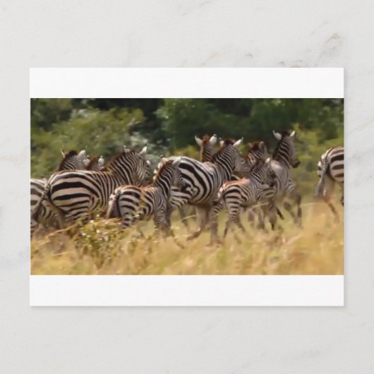 Zebra's in beweging: een reis van duizend mijl briefkaart (Voorkant)