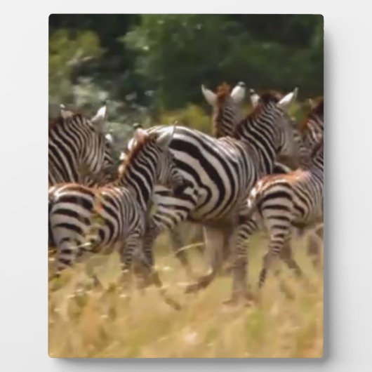 Zebra's in beweging: een reis van duizend mijl fotoplaat (Voorkant)