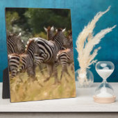 Zebra's in beweging: een reis van duizend mijl fotoplaat (Zijkant)