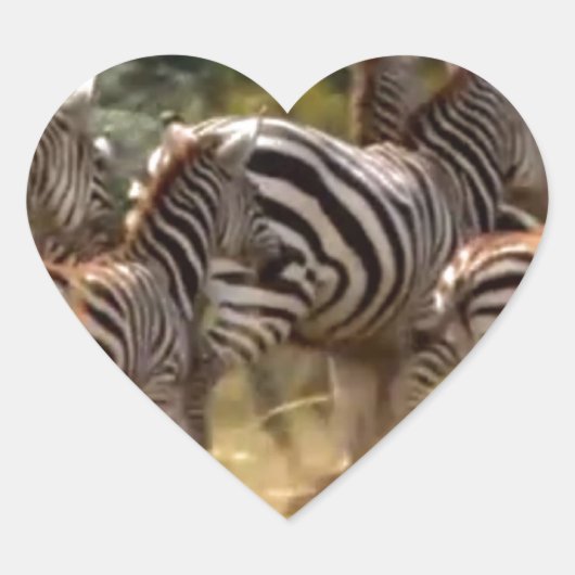 Zebra's in beweging: een reis van duizend mijl hart sticker (Voorkant)