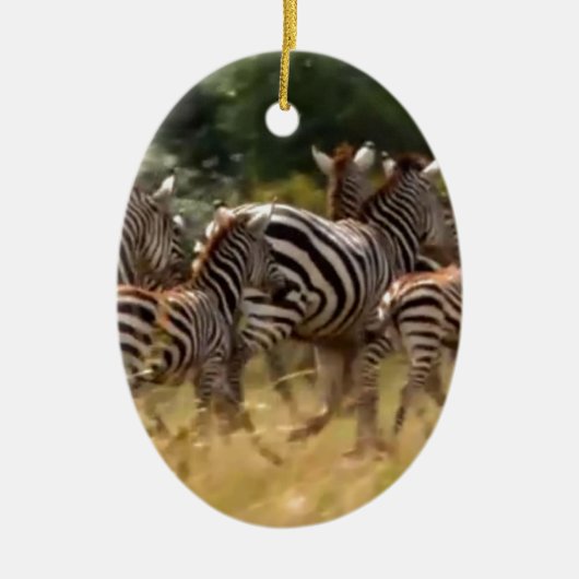 Zebra's in beweging: een reis van duizend mijl keramisch ornament (Voorkant)