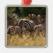Zebra's in beweging: een reis van duizend mijl metalen ornament (Voorkant)