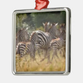 Zebra's in beweging: een reis van duizend mijl metalen ornament (Links)