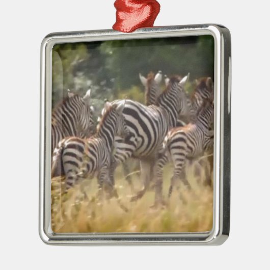 Zebra's in beweging: een reis van duizend mijl metalen ornament (Links)