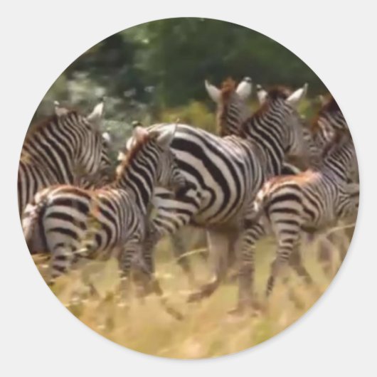 Zebra's in beweging: een reis van duizend mijl ronde sticker (Voorkant)