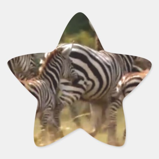 Zebra's in beweging: een reis van duizend mijl ster sticker (Voorkant)