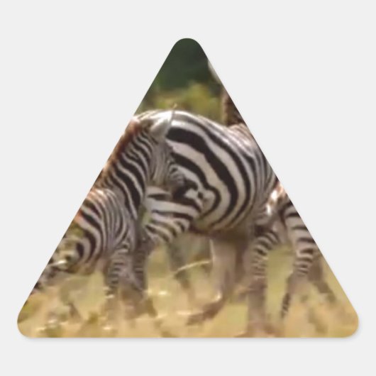 Zebra's in beweging: een reis van duizend mijl sticker (Voorkant)