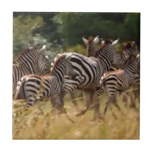 Zebra's in beweging: een reis van duizend mijl tegeltje (Voorkant)