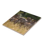 Zebra's in beweging: een reis van duizend mijl tegeltje (Zijkant)