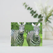 Zebra's in de weide begroeten briefkaart (Staand voorkant)