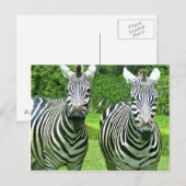 Zebra's in de weide begroeten briefkaart (Voorkant / Achterkant)