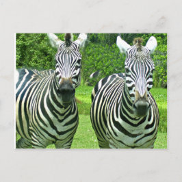 Zebra's in de weide begroeten briefkaart