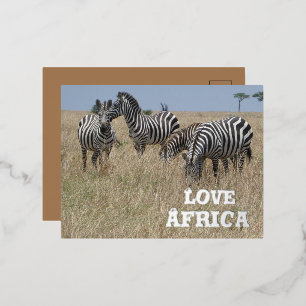 Zebra's in de Wild Folie Holiday Post Kaart