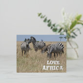 Zebra's in de Wild Folie Holiday Post Kaart (Staand Voorkant)