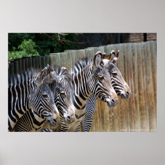 Zebras in een rij poster