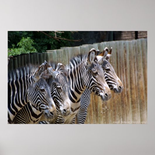 Zebras in een rij poster (Voorkant)