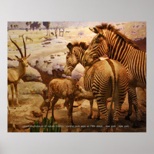 zebras in het amerikaans museum van de natuurlijke poster