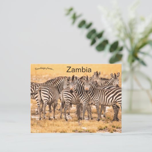 Zebras in het Briefkaart Zambia (Staand voorkant)