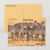 Zebras in het Briefkaart Zambia (Voorkant / Achterkant)