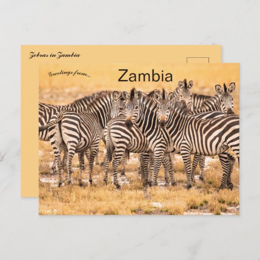 Zebras in het Briefkaart Zambia (Voorkant / Achterkant)