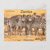 Zebras in het Briefkaart Zambia (Voorkant)