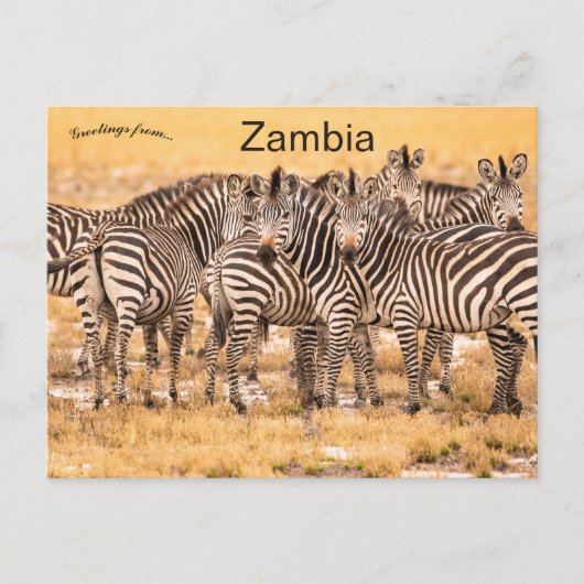 Zebras in het Briefkaart Zambia (Voorkant)