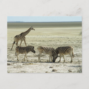 zebras in het nationaal park etosha namibia africa briefkaart