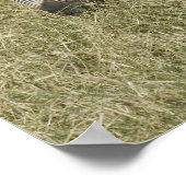 Zebras in het Poster Tanzania (Hoek)