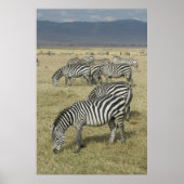 Zebras in het Poster Tanzania (Voorkant)