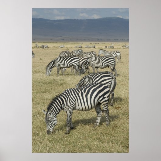 Zebras in het Poster Tanzania (Voorkant)