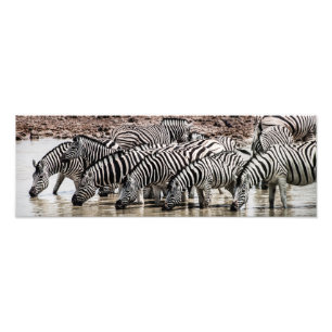 Zebras in het watergat foto afdruk