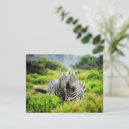 Zebras in het wild briefkaart (Staand voorkant)