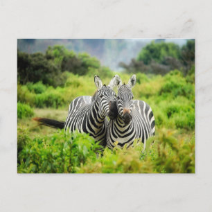 Zebras in het wild briefkaart