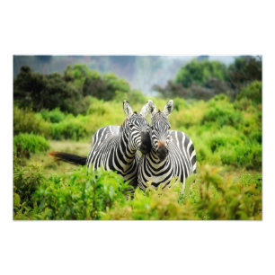 Zebras in het wild foto afdruk