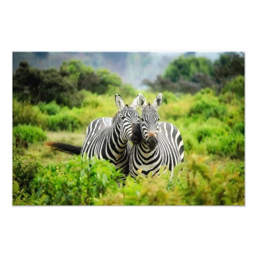 Zebras in het wild foto afdruk (Voorkant)