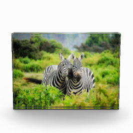 Zebras in het wild fotoblokken