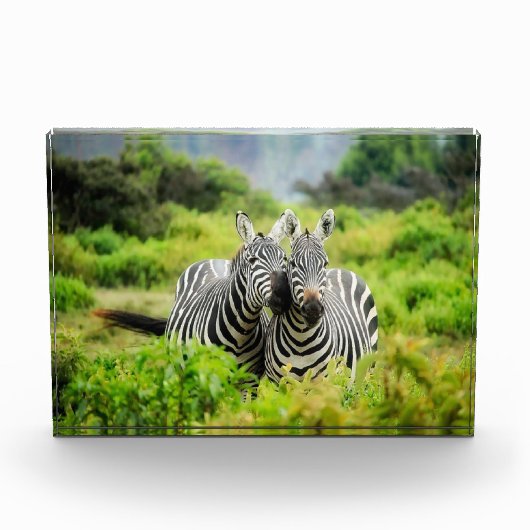 Zebras in het wild fotoblokken (Voorkant)