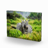 Zebras in het wild fotoblokken (Rechts)