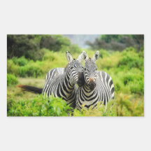 Zebras in het wild