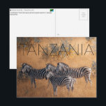 Zebras in Serengeti, Tanzania Travel Postcard Briefkaart<br><div class="desc">Send this beautiful postcard to your loved ones featuring a small herd of Plains Zebra grazing across the golden savannah of Serengeti National Park.</div>