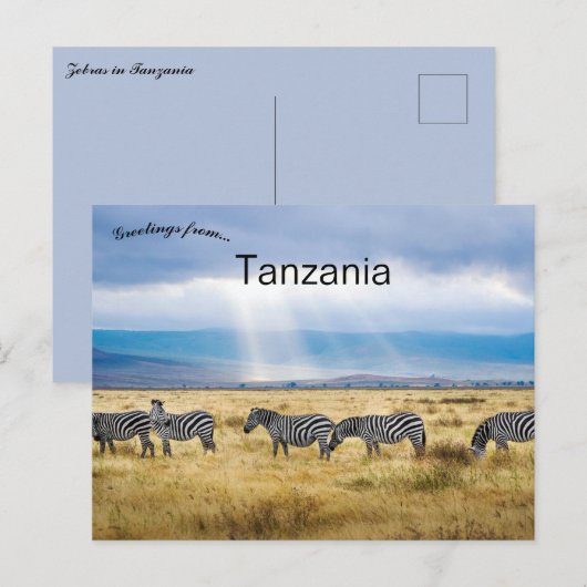 Zebras in Tanzania Briefkaart (Voorkant / Achterkant)